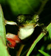 Litoria_majikthise thumbnail