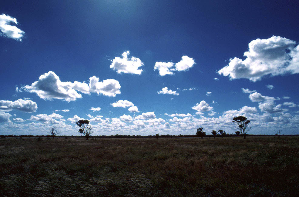 Mitchell_grass_Moorinya_trees_clouds_landscape