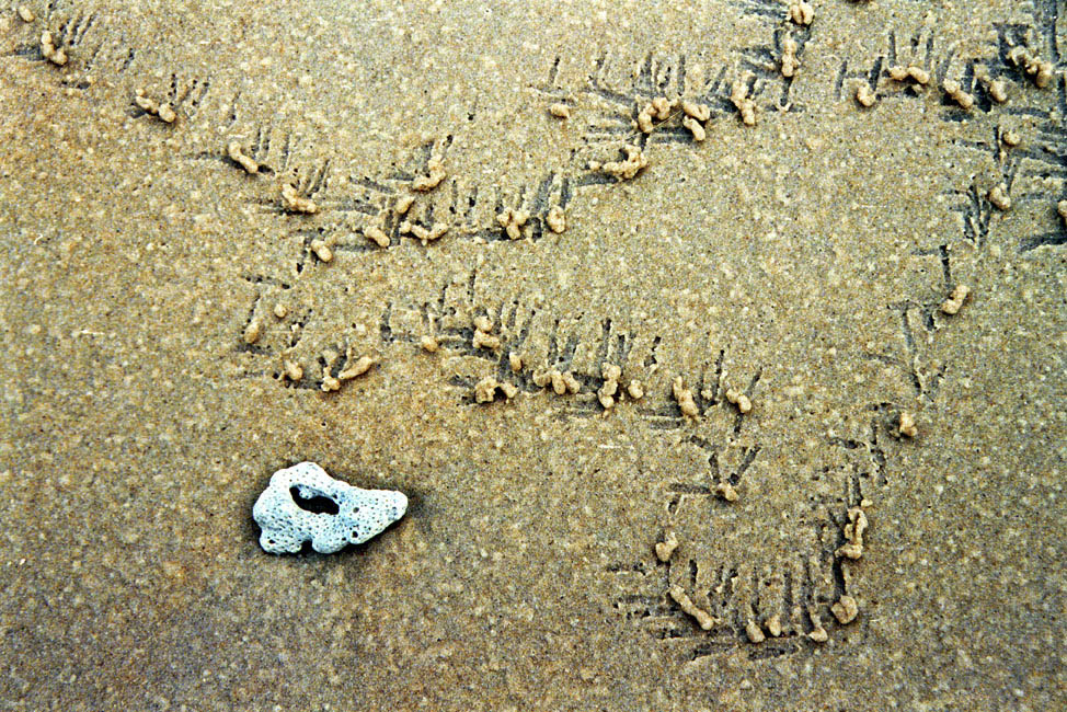 abstract_closeup_beach_crab_tracks_hinchinbrook_cn000502