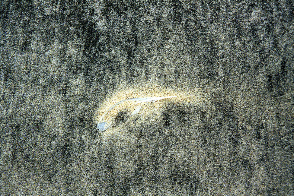 abstract_closeup_black_sand_feather_hinchinbrook_cn000517