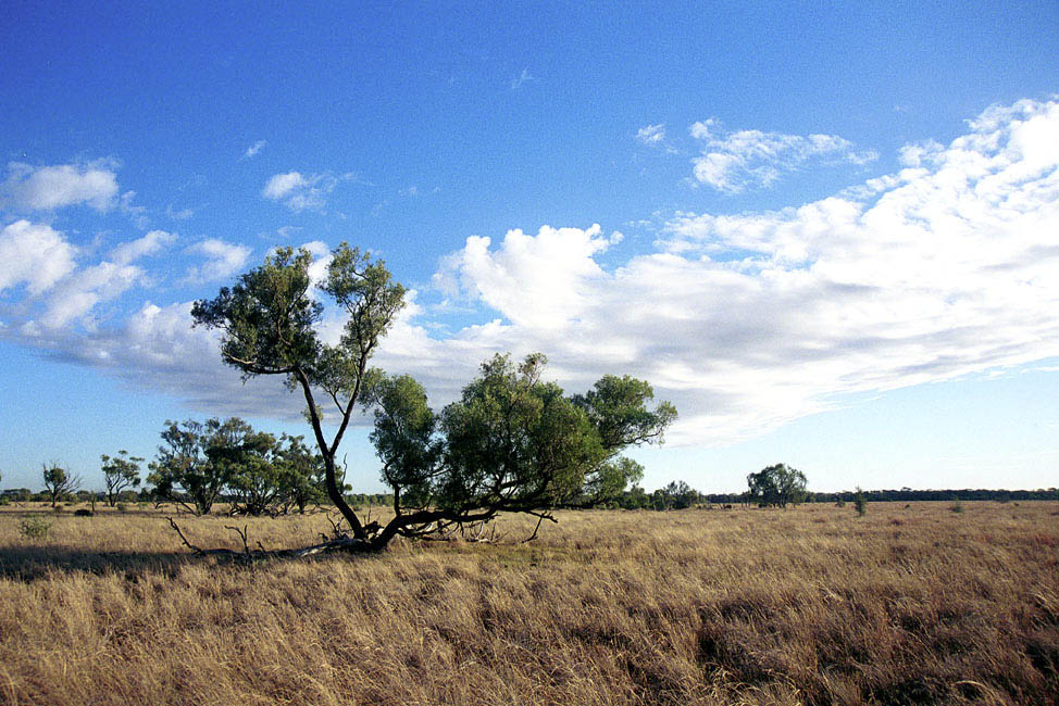 landscape_Moorinya_mitchell_grass_gidgee_cn000205