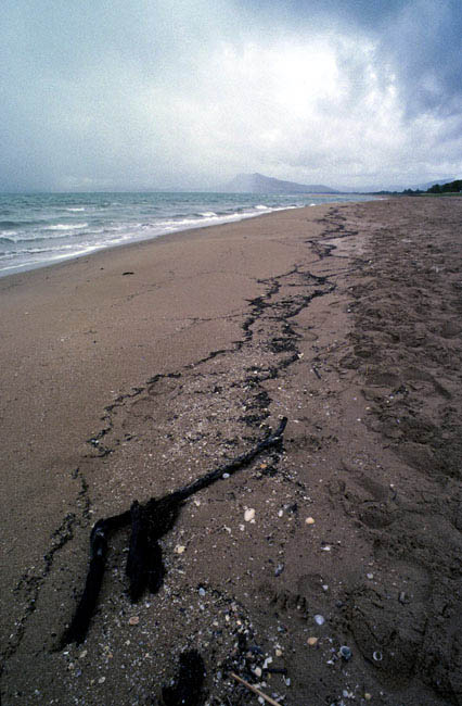 landscape_ants_on_beach_pallarenda_castle_hill_n001113