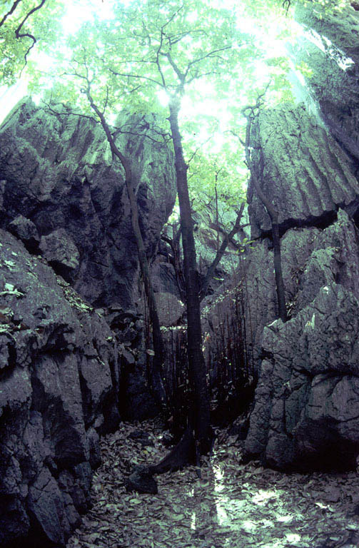 landscape_chillago_rocks_trees_grotto_adjusted_n00220604