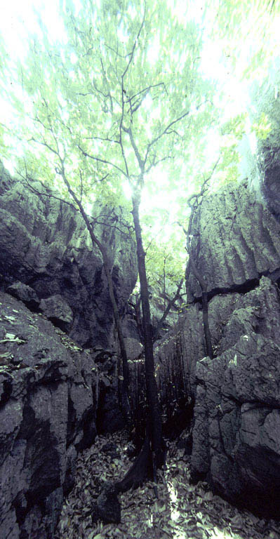 landscape_chillago_rocks_trees_grotto_remapped_n00220604