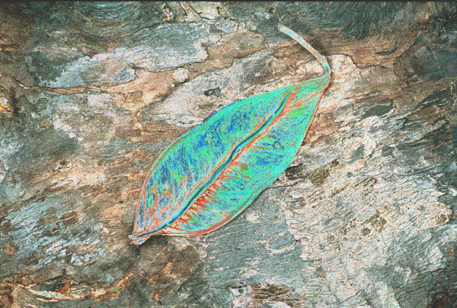 leaf_on_burnt_wood_curves_adj_false_colour.cn002418